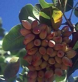 گیاهان دارویی