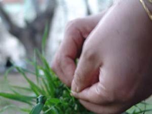 اس ام اس سيزده بدر | اس ام اس ويژه مناسبتها