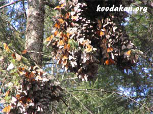 انواع چیستان ها