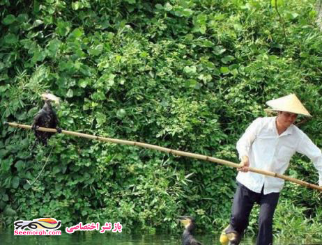 تصاویری از روشی جالب برای شکار ماهی بوسیله پرندگان! تصاویری از روشی جالب برای شکار ماهی بوسیله پرندگان!