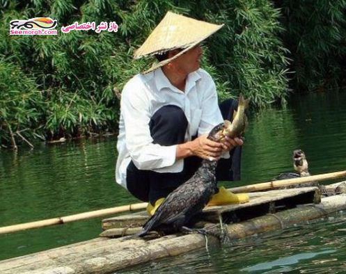 تصاویری از روشی جالب برای شکار ماهی بوسیله پرندگان! تصاویری از روشی جالب برای شکار ماهی بوسیله پرندگان!