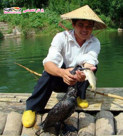 تصاویری از روشی جالب برای شکار ماهی بوسیله پرندگان! تصاویری از روشی جالب برای شکار ماهی بوسیله پرندگان!