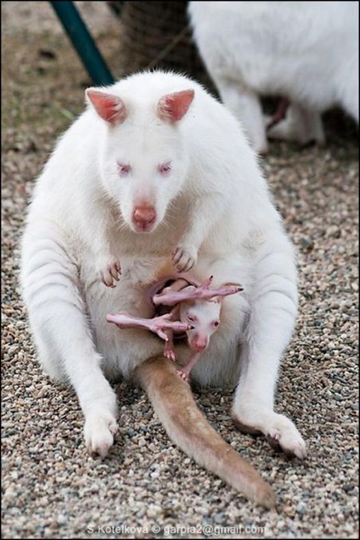 تصاويري از يك كانگورو متفاوت!