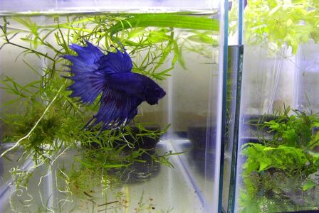 دکور داخلی اکواریوم_وعکس چند ماهی