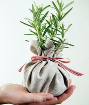 نسخه ای برای اشنایی با گیاهان دارویی