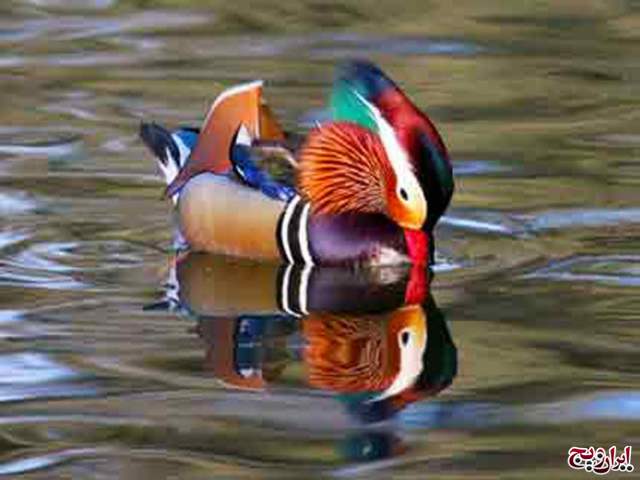 عکسهایی از زیباترین اردک جهان یا اردک ماندارین