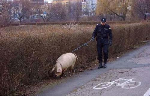 عکس های خنده دار از کارهای پلیس