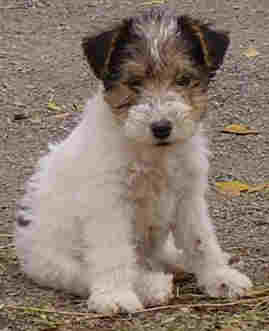 همه چيز در باره نژادهای گوناگون تریر / All Terriers