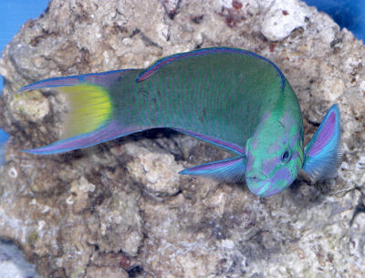 ماهی راس Wrasse Fish !