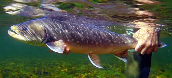 آزاد ماهي مهاجر آلپ