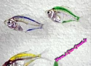 ماهیان رنگ شده ( Dyed Fishes )؟