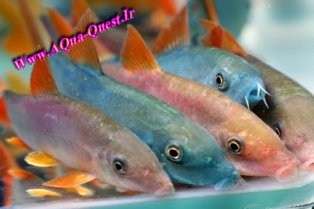 ماهیان رنگ شده ( Dyed Fishes )؟