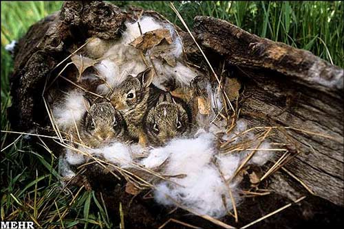 بیرحم ترین مادر های دنیا!