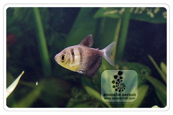 معرفی تترای دامن مشكی Gymnocorymbus ternetzi - Black Skirt Tetra