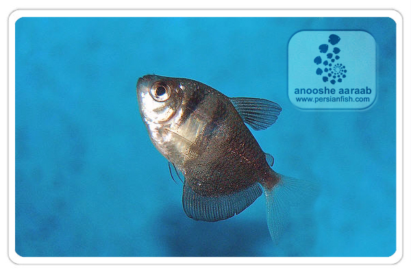 معرفی تترای دامن مشكی Gymnocorymbus ternetzi - Black Skirt Tetra