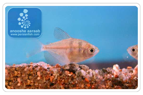 معرفی تترای دامن مشكی Gymnocorymbus ternetzi - Black Skirt Tetra