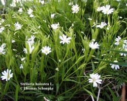 برغست (قنابري )boogh boogh