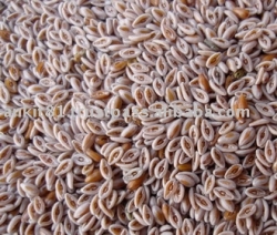 اسفرزه ( Plantago psyllium )