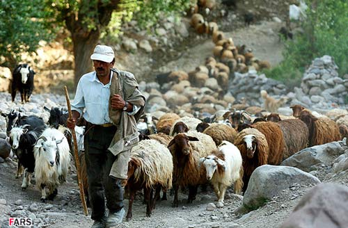 پنیر لیقوان این طوری درست میشه