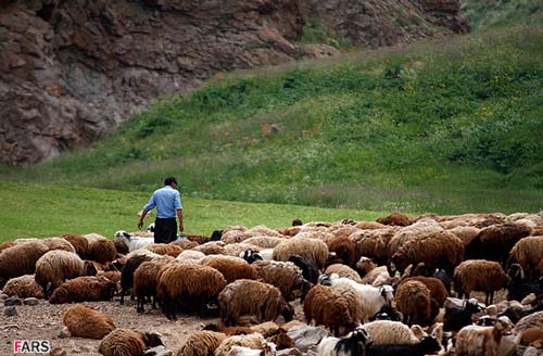 پنیر لیقوان این طوری درست میشه