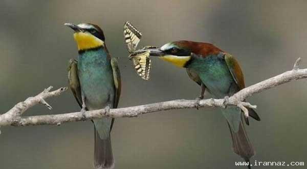 عکس های بسیار دیدنی از زن ذلیل ترین موجود جهان