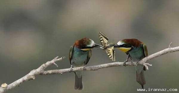 عکس های بسیار دیدنی از زن ذلیل ترین موجود جهان