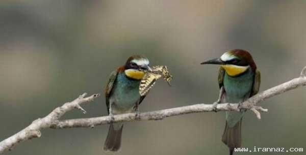 عکس های بسیار دیدنی از زن ذلیل ترین موجود جهان