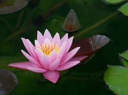 خواص نیلوفر ابی