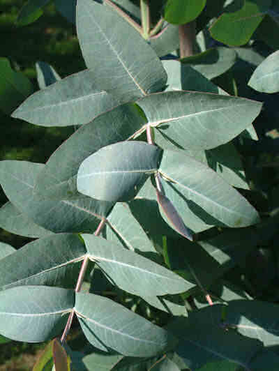 آشنایی با خواص دارویی گیاه اکالیپتوس Eucalyptus آشنایی با خواص دارویی گیاه اکالیپتوس Eucalyptus
