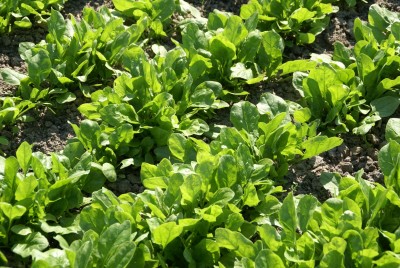 خواص اسفناج خواص اسفناج