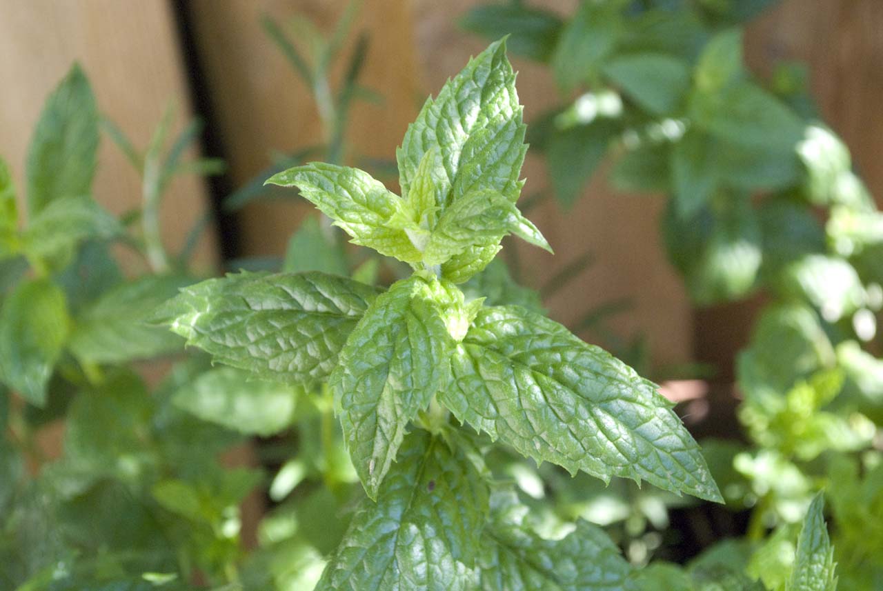 جوشانده برگ بيد در رفع سوء هاضمه مفيد است جوشانده برگ بيد در رفع سوء هاضمه مفيد است