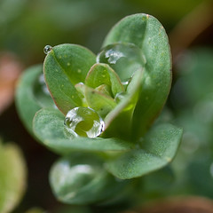 اسانس گل راعی اسانس گل راعی