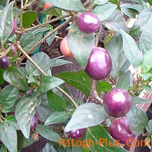 خواص فلفل آبی