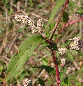 علف هفت بند، براي درمان آسم مفيد است علف هفت بند، براي درمان آسم مفيد است