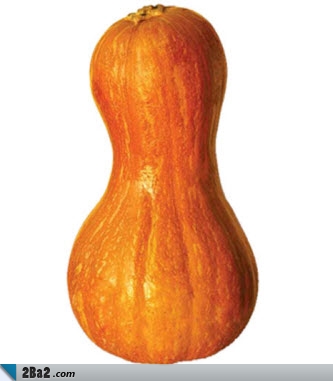 کدو زرد یا کدو حلوایی کدو زرد یا کدو حلوایی