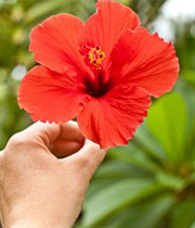 بهبود روحیه با تماشای گل ها بهبود روحیه با تماشای گل ها