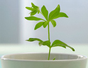 طبيعت درماني