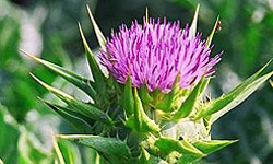 گياه دارويي خارمريم از سلولهاي كبد محافظت مي‌كند