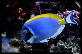 ماهی جراح آبی باروتی (Acanthurus leucosternon