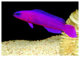 ماهی توت فرنگی pseudochromis porphyreus