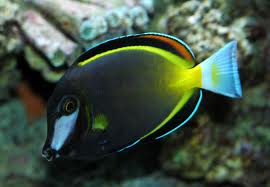 ماهی جراح لبه طلایی (Acanthurus glaucopareius)