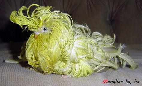 عكسه مرغ عشق