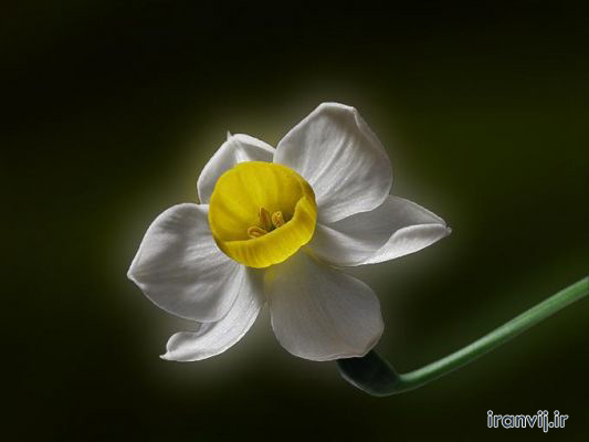 گُل مـــاه تولد شمــا چیست؟ گُل مـــاه تولد شمــا چیست؟