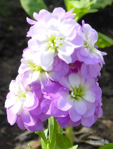 گُل مـــاه تولد شمــا چیست؟ گُل مـــاه تولد شمــا چیست؟