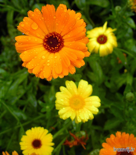 گُل مـــاه تولد شمــا چیست؟ گُل مـــاه تولد شمــا چیست؟