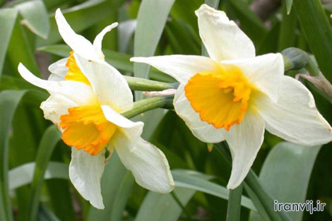 گُل مـــاه تولد شمــا چیست؟ گُل مـــاه تولد شمــا چیست؟