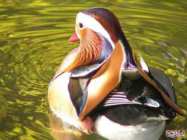 عکسهایی از زیباترین اردک جهان یا اردک ماندارین