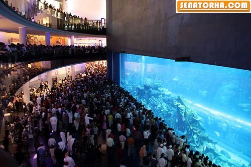 آکواریوم های بزرگ آکواریوم های بزرگ