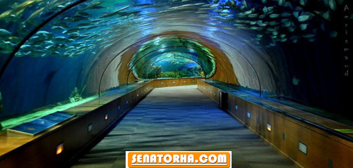 آکواریوم های بزرگ آکواریوم های بزرگ