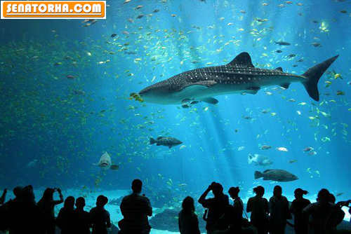 آکواریوم های بزرگ آکواریوم های بزرگ